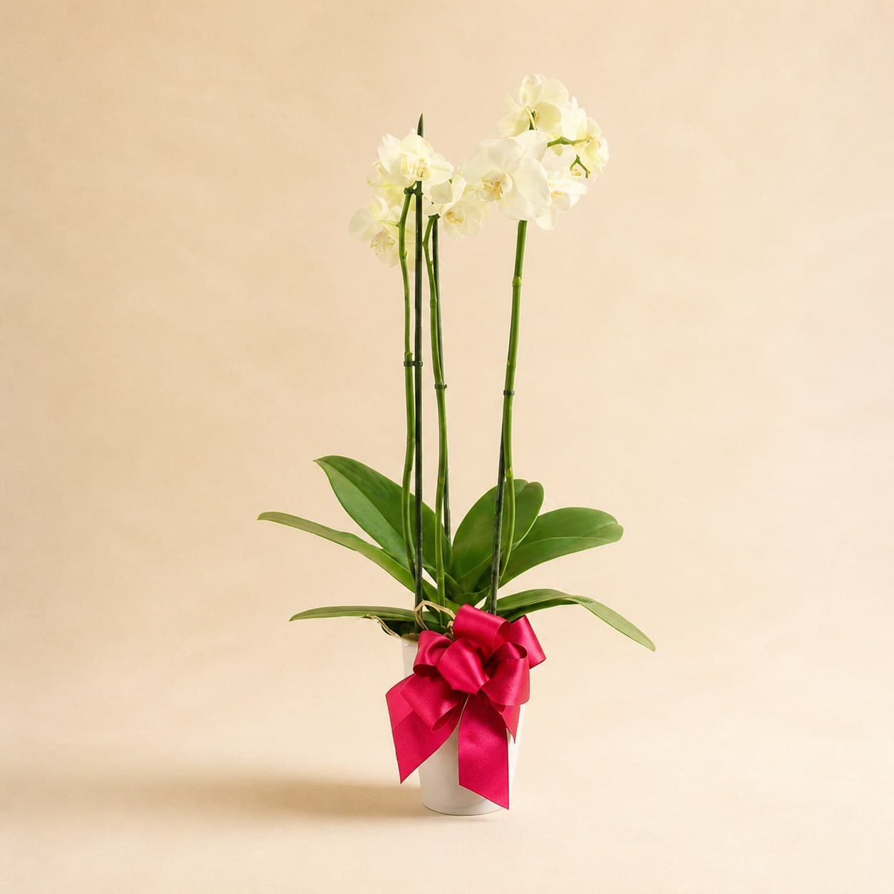 Orquídea Bella 2