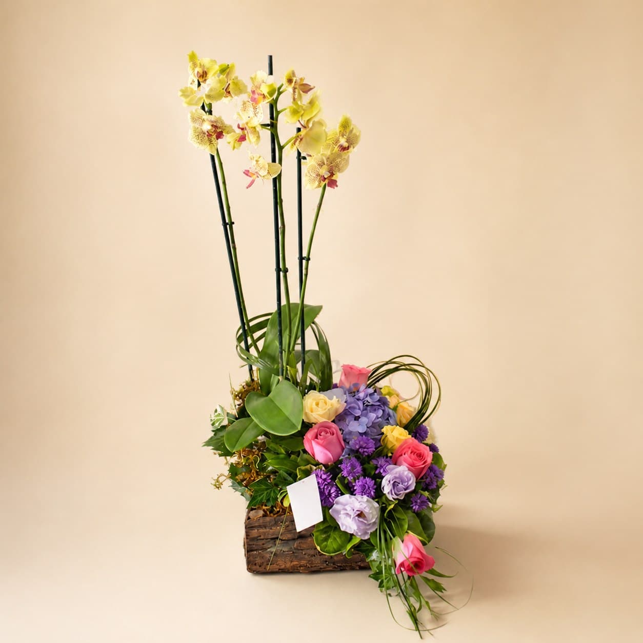 Orquídea con Flores Variadas 1