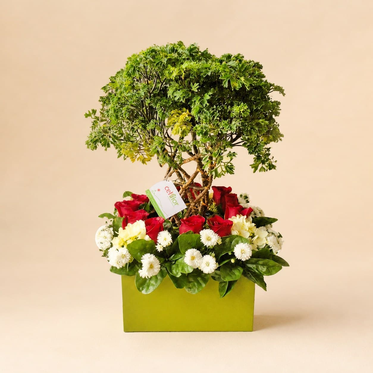 Planta y Jardín Combinado